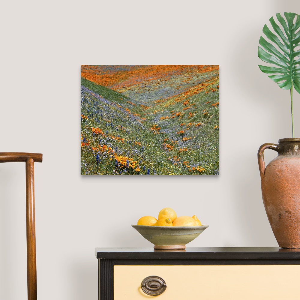 A traditional room featuring USA, California, Tehachapi Mountains, California Poppies, Globe Gilia, Lupine and Goldfields.