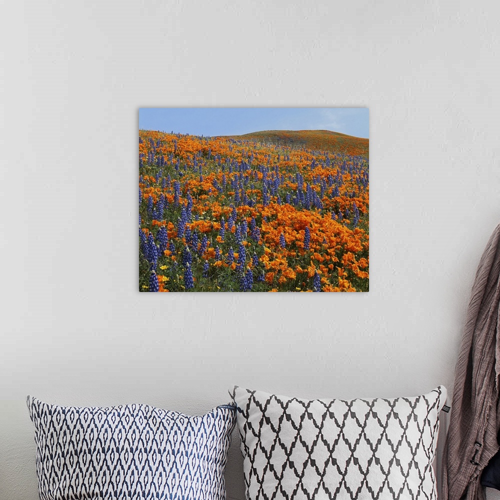 A bohemian room featuring USA, California, Tehachapi Mountains California Poppies, Lupine and Goldfields.