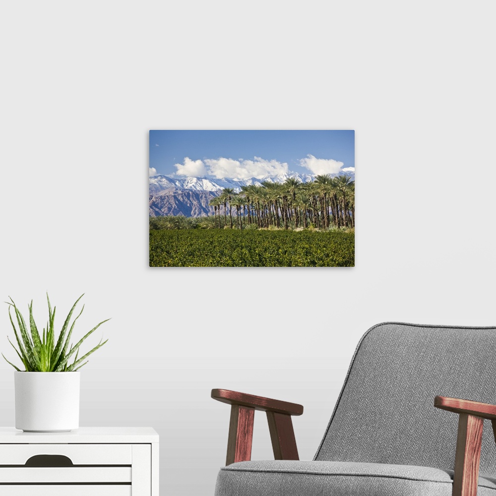 A modern room featuring USA, California, Thermal. Palm grove and San Jacinto Mountains, winter.