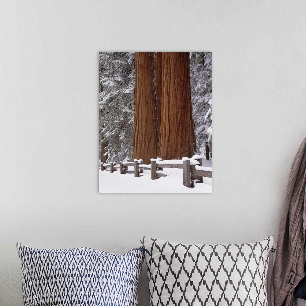 A bohemian room featuring USA, California, Winter, Three Sequoia Trees and Fence, Sequoia and Kings Canyon National Park.