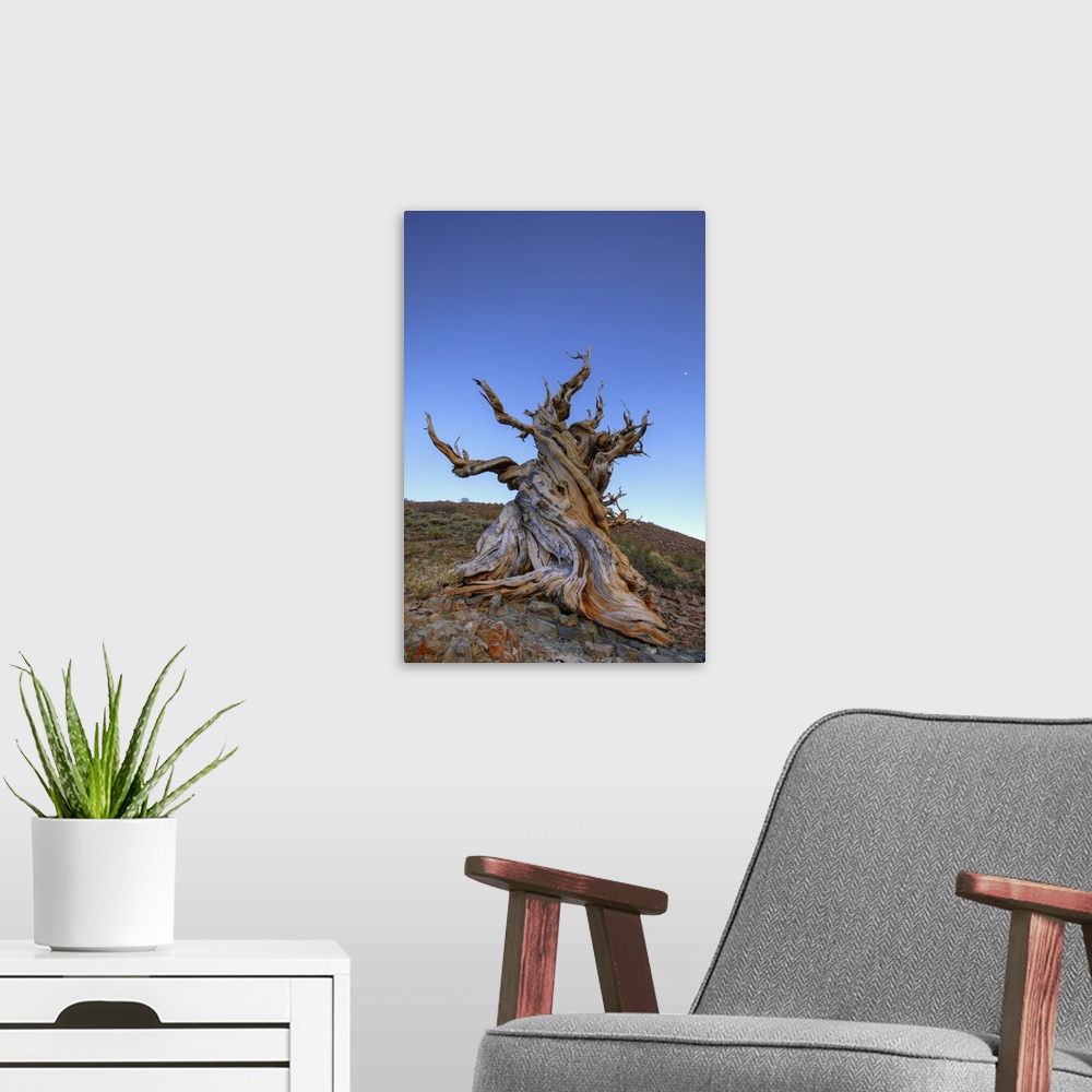 A modern room featuring USA, California, White Mountains. Ancient bristlecone pine tree at sunrise.