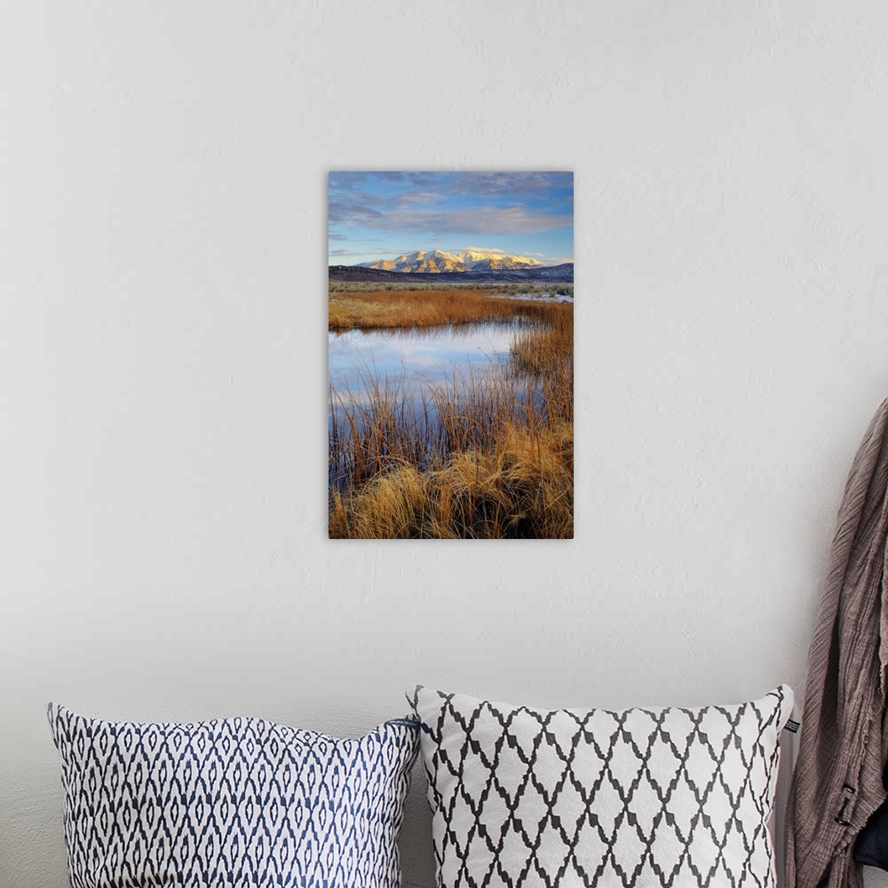 A bohemian room featuring USA, California. White Mountains and reeds in pond. Credit: Dennis Flaherty / Jaynes Gallery