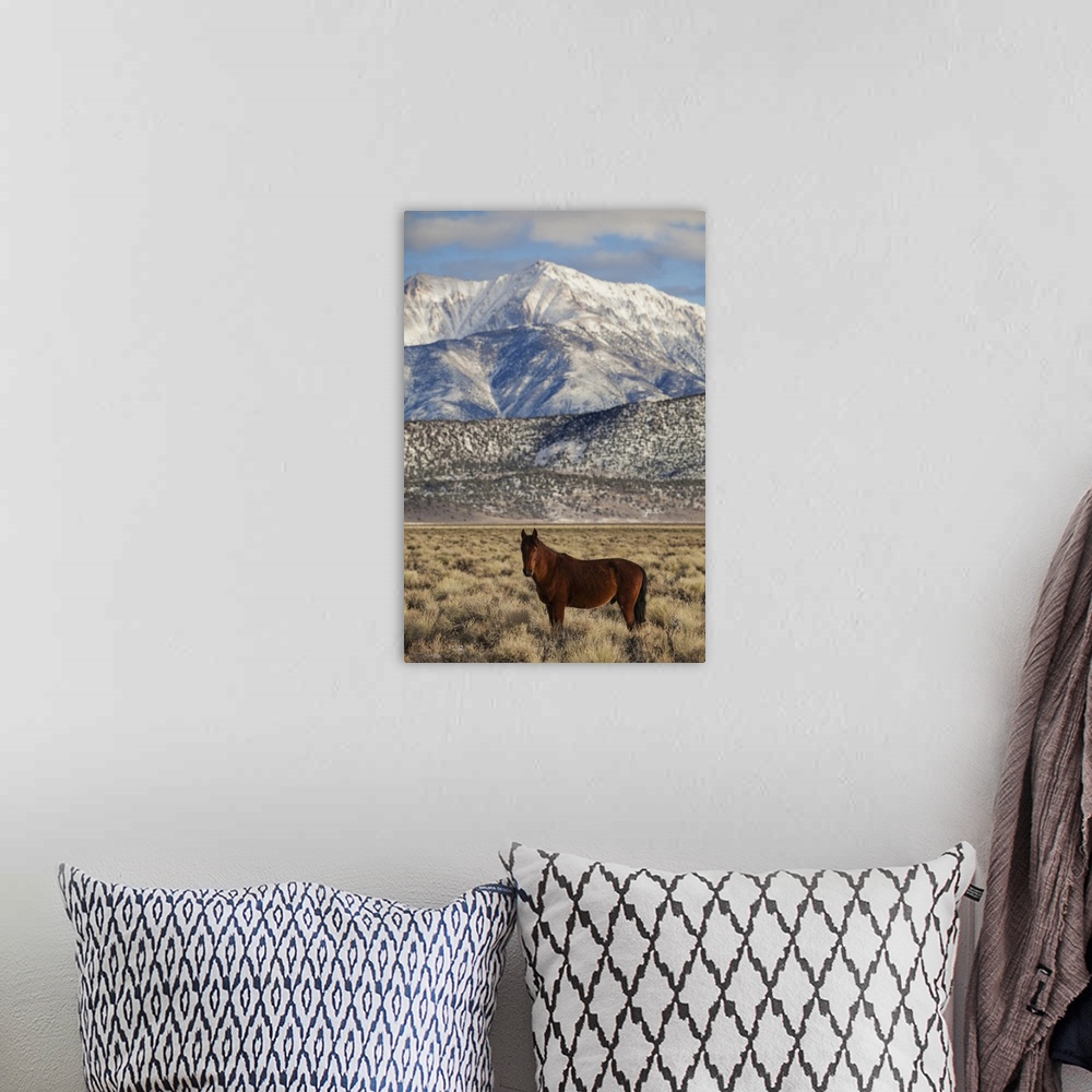 A bohemian room featuring USA, California. White Mountains and wild mustang in Adobe Valley. Credit: Dennis Flaherty / Jayn...