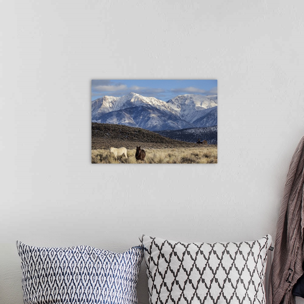 A bohemian room featuring USA, California. White Mountains and wild mustangs in Adobe Valley. Credit: Dennis Flaherty / Jay...