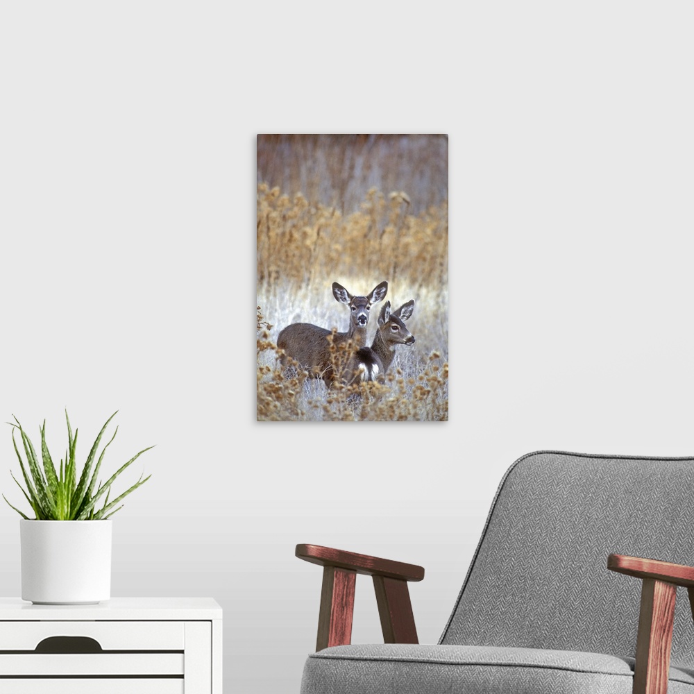 A modern room featuring USA, California. Wild mule deer pair in dead grasses.