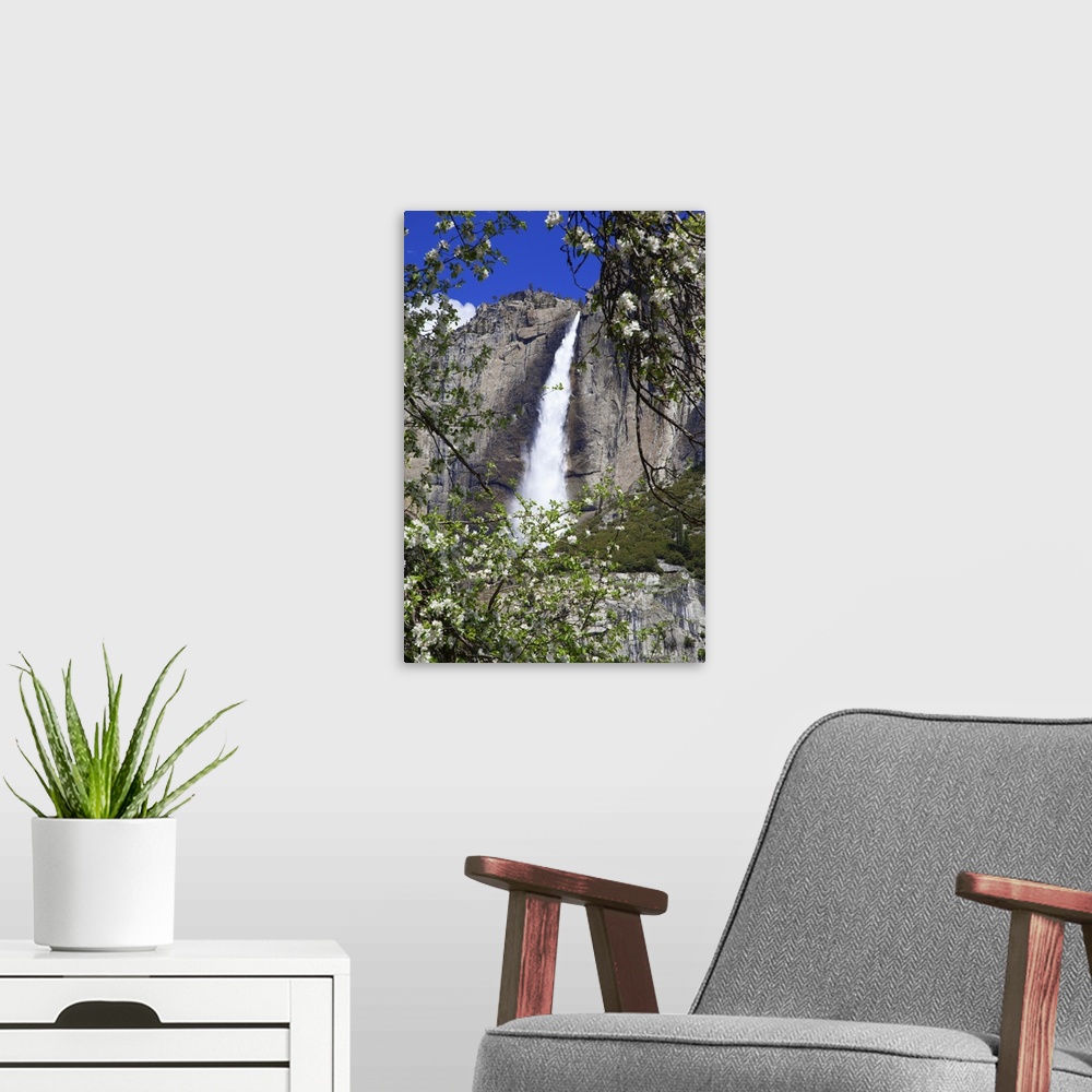 A modern room featuring USA, California, Yosemite National Park. Blooms from an apple tree and Upper Yosemite Falls.