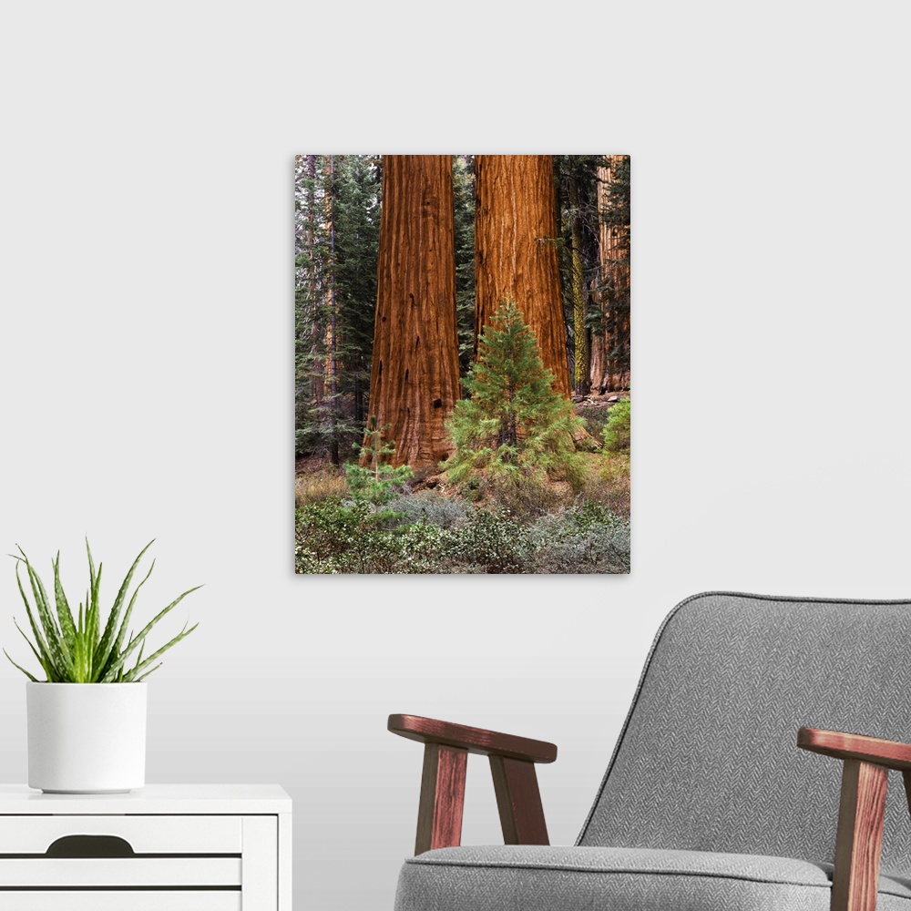 A modern room featuring USA, California, Yosemite National Park, View of Giant Sequoias (Sequoiadendron giganteum) and Ma...