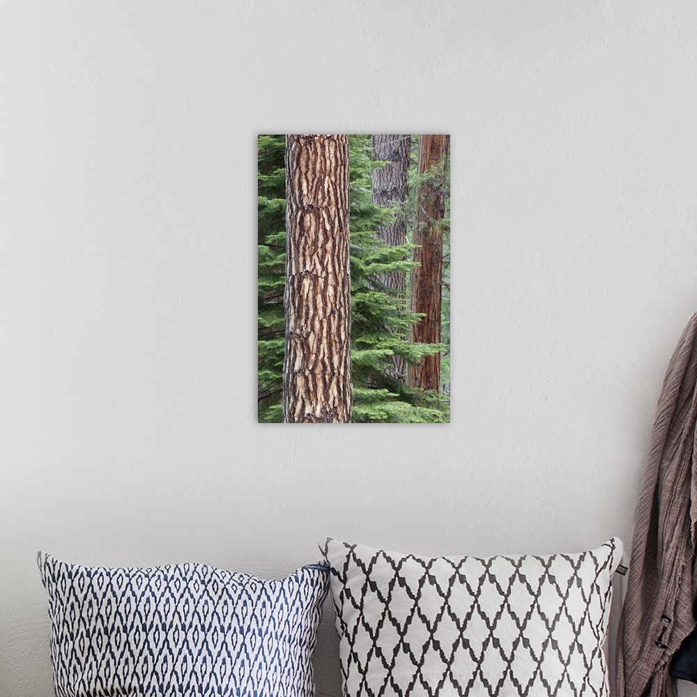 A bohemian room featuring California, Yosemite National Park, Ponderosa pine and Incense cedar trees.