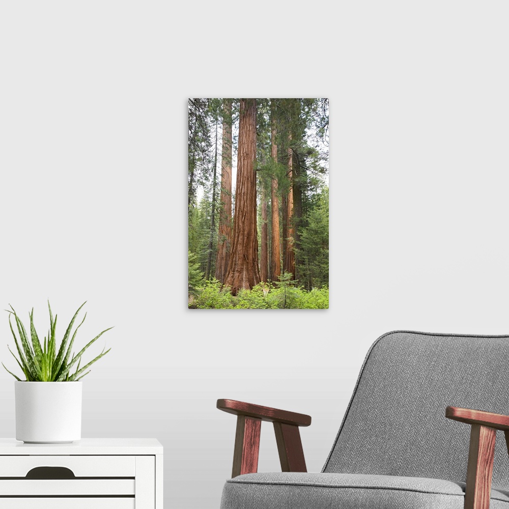 A modern room featuring California, Yosemite National Park, Sequoia trees at Mariposa Grove.