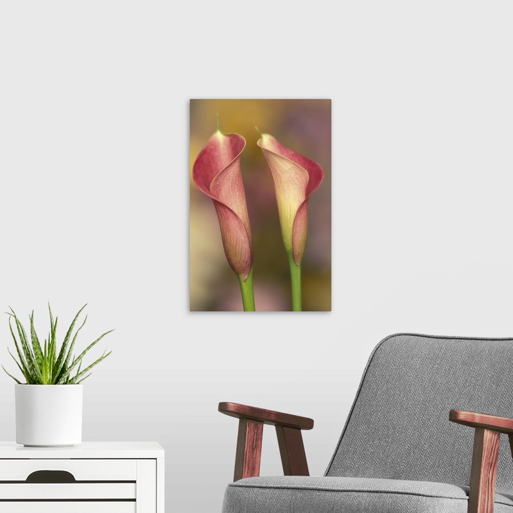 A modern room featuring Calla lily (Araceae spp.)