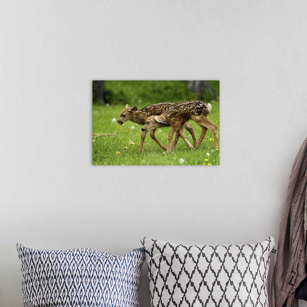 A bohemian room featuring North America, Canada, Alberta, Waterton Lakes National Park. New born mule deer fawns.