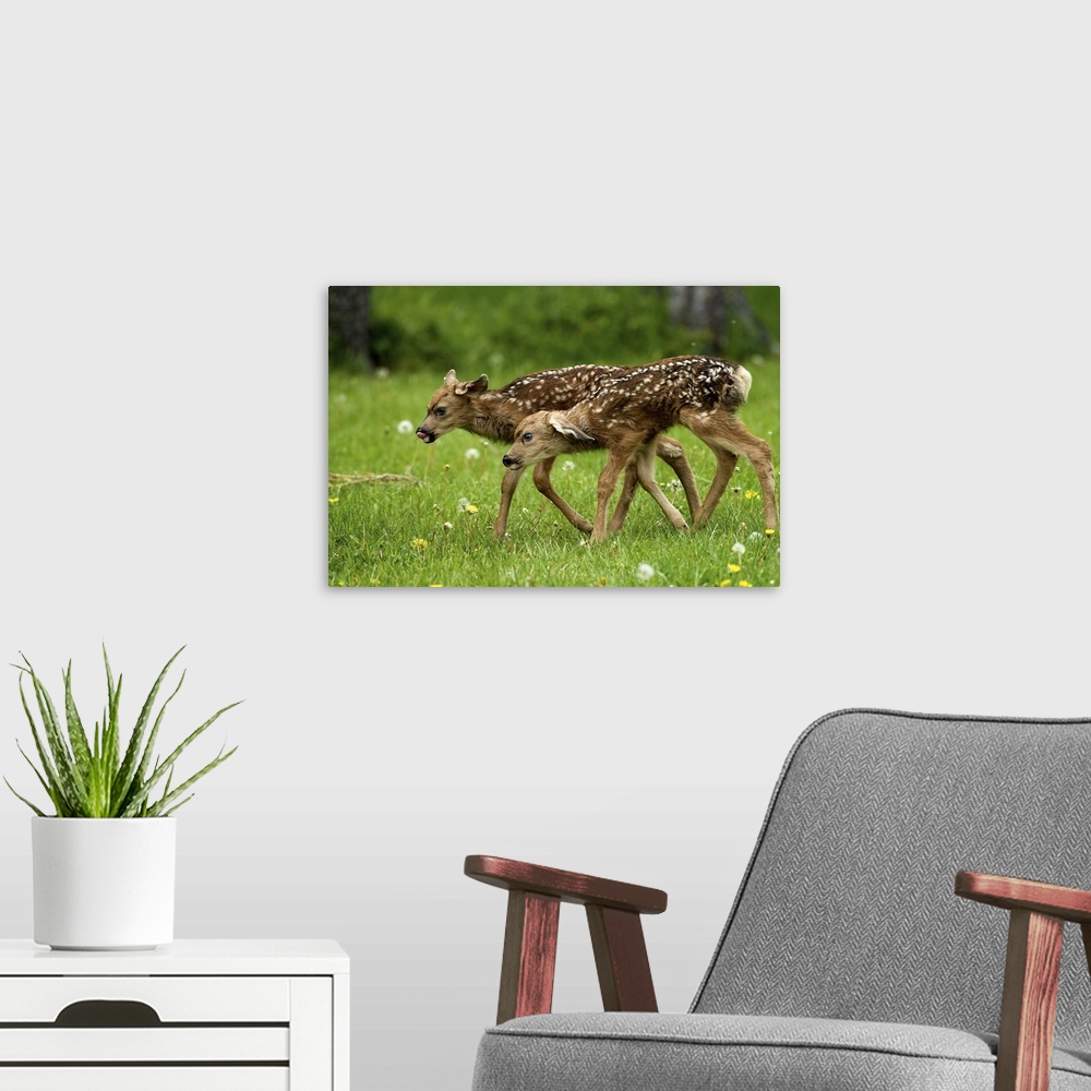 A modern room featuring North America, Canada, Alberta, Waterton Lakes National Park. New born mule deer fawns.