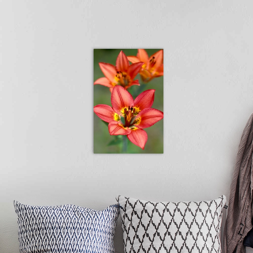 A bohemian room featuring NA, Canada, Alberta, Waterton NP.Western wood lily