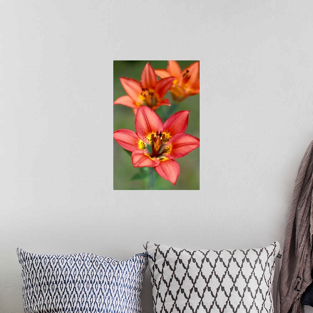 A bohemian room featuring NA, Canada, Alberta, Waterton NP.Western wood lily