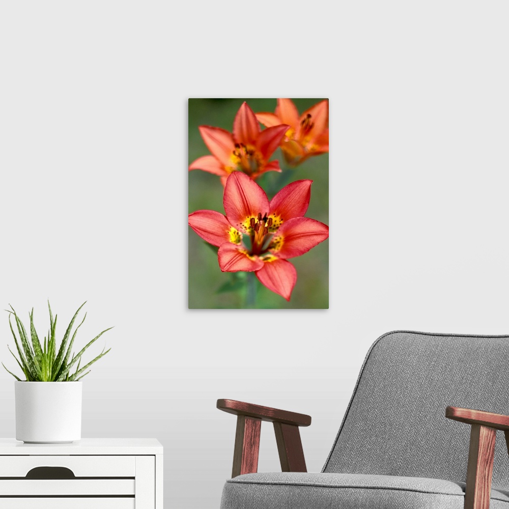 A modern room featuring NA, Canada, Alberta, Waterton NP.Western wood lily
