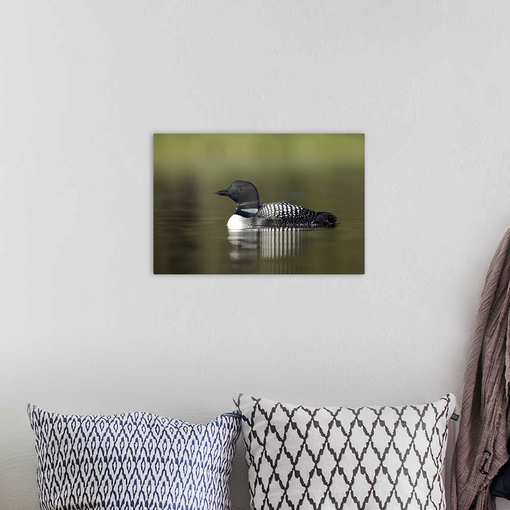A bohemian room featuring Canada, British Columbia, Kamloops. Portrait of common loon reflected on early morning still wate...