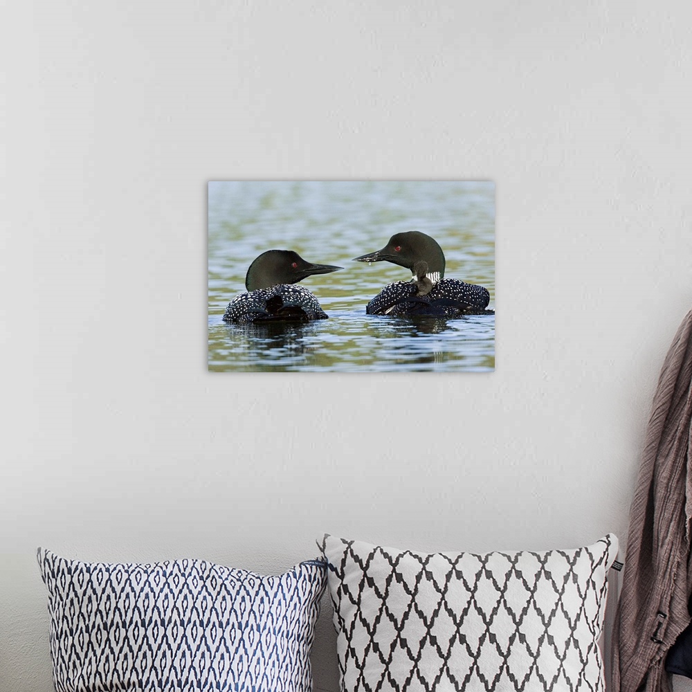 A bohemian room featuring North America, Canada, British Columbia, Lac Le Jeune. Common Loon (Gavia immer) pair with chicks...