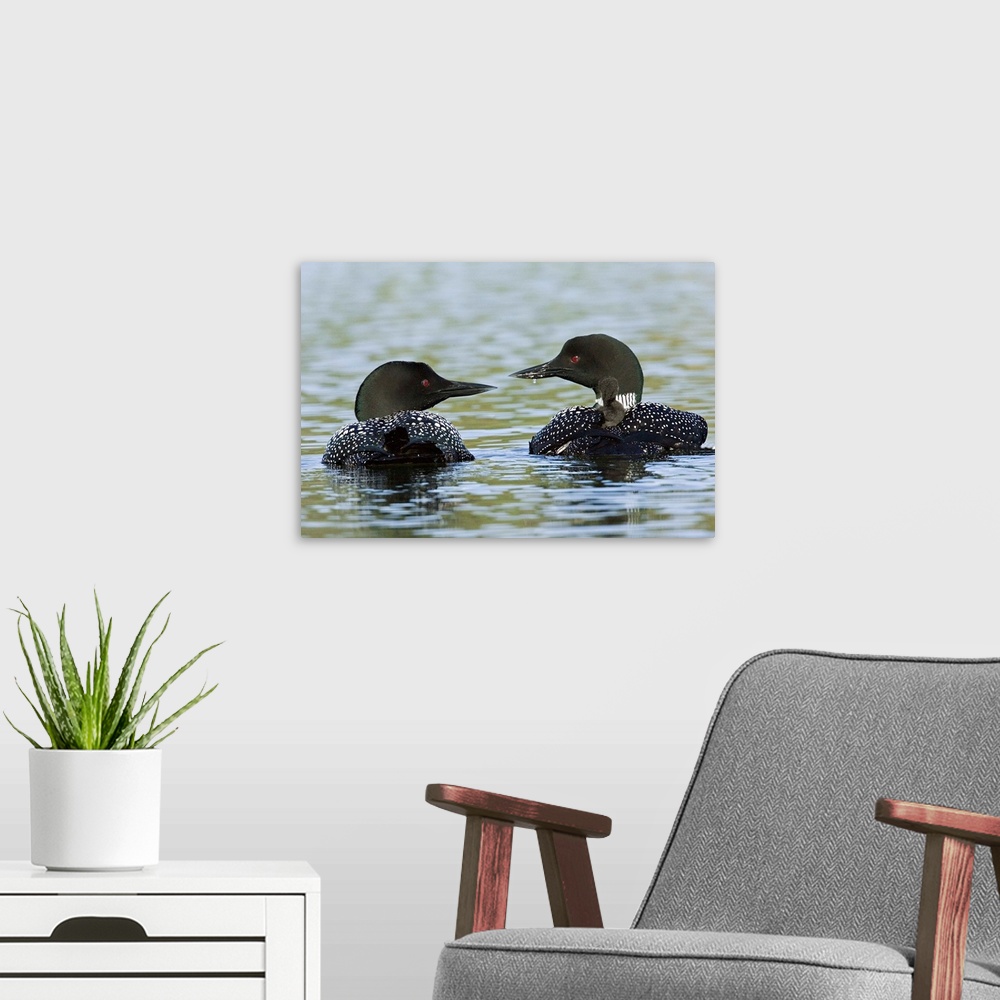 A modern room featuring North America, Canada, British Columbia, Lac Le Jeune. Common Loon (Gavia immer) pair with chicks...