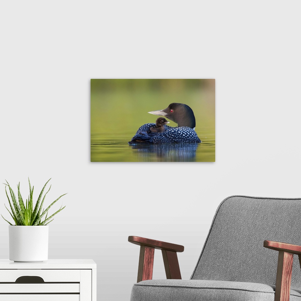 A modern room featuring North America, Canada, British Columbia,Common Loon, breeding plumage, adult, chick on back.