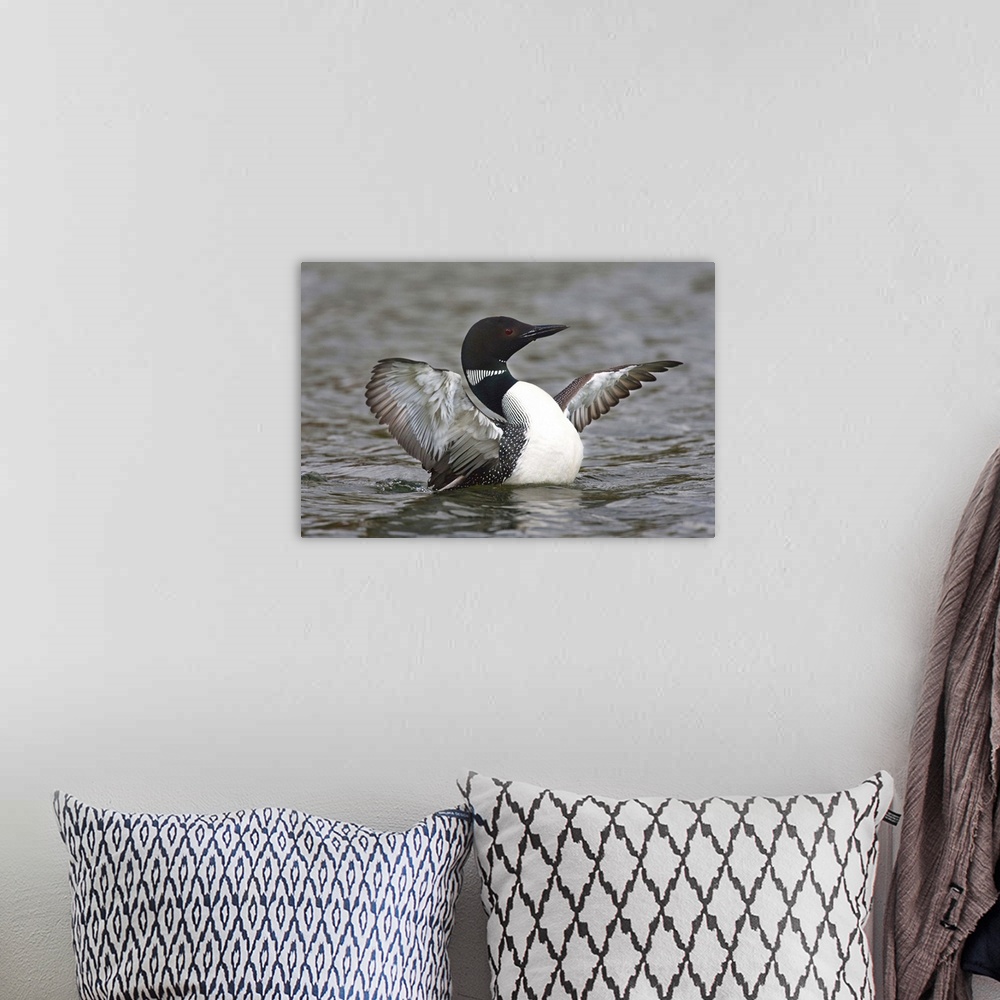 A bohemian room featuring North America, Canada, British Columbia near Kamloops, Common Loon (Gavia immer) stretching wings