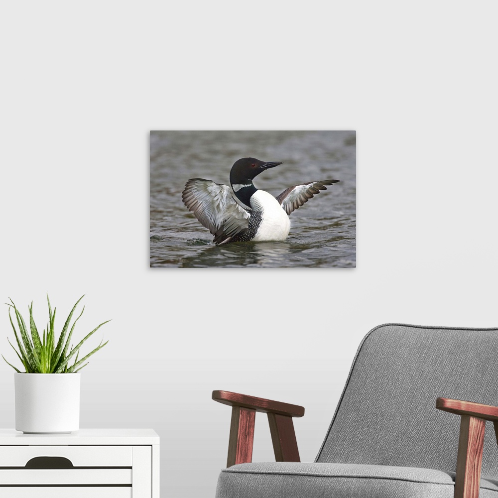 A modern room featuring North America, Canada, British Columbia near Kamloops, Common Loon (Gavia immer) stretching wings
