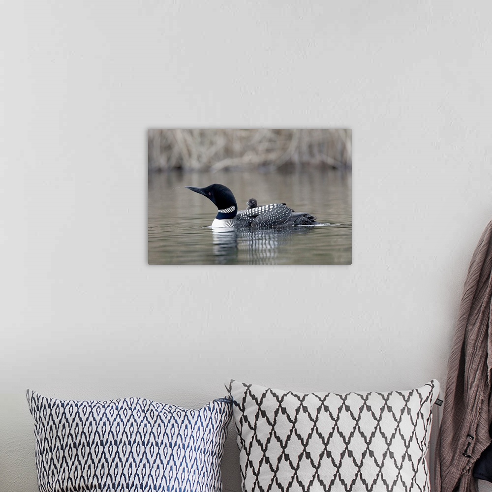 A bohemian room featuring North America, Canada, British Columbia. Common Loon, (Gavia immer) with chick. Loon is apparentl...