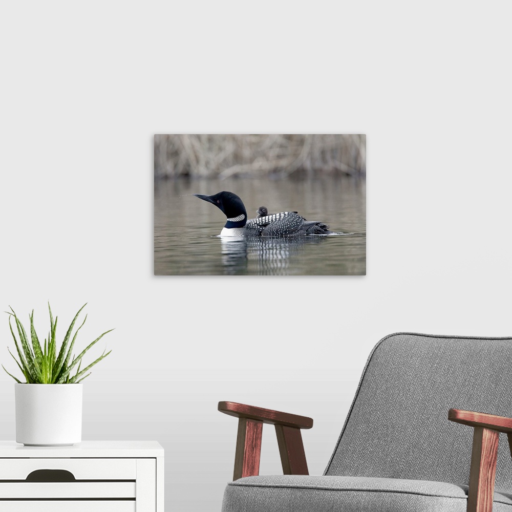 A modern room featuring North America, Canada, British Columbia. Common Loon, (Gavia immer) with chick. Loon is apparentl...