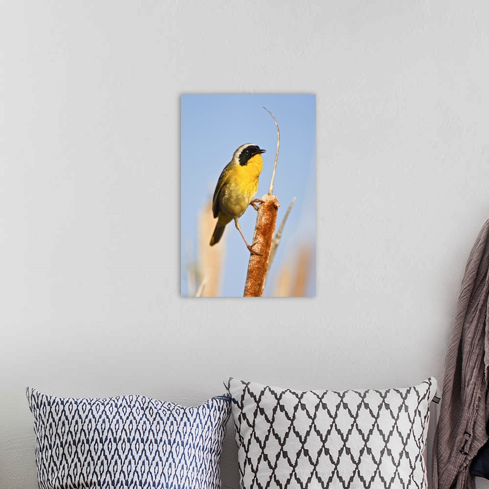 A bohemian room featuring North America, Canada, British Columbia Common Yellowthroat (Geothlypis trichas) adult male singi...