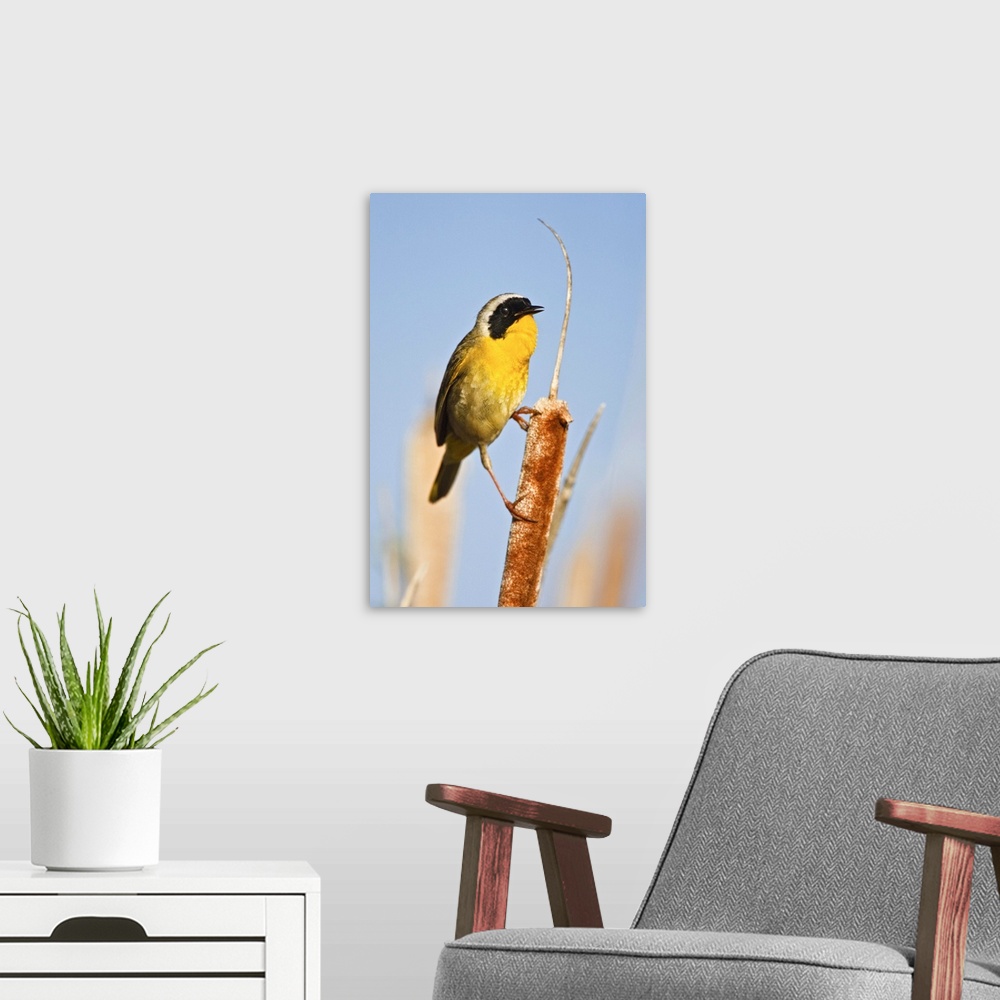 A modern room featuring North America, Canada, British Columbia Common Yellowthroat (Geothlypis trichas) adult male singi...