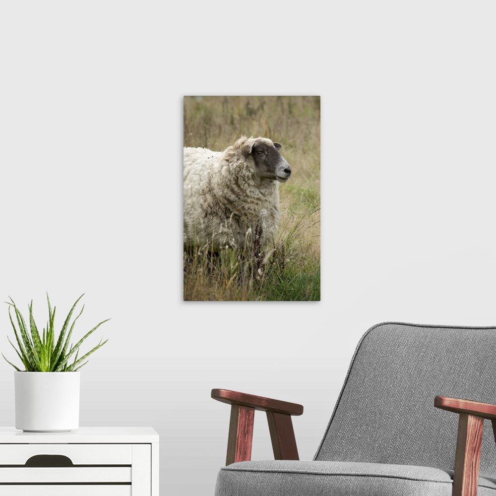 A modern room featuring Canada, British Columbia, Cowichan Valley. Sheep in tall grass.