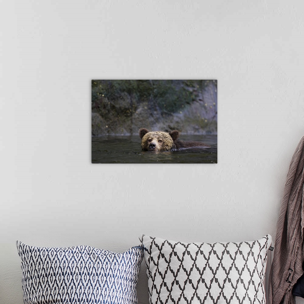 A bohemian room featuring North America, Canada, British Columbia. Grizzly bear swimming.