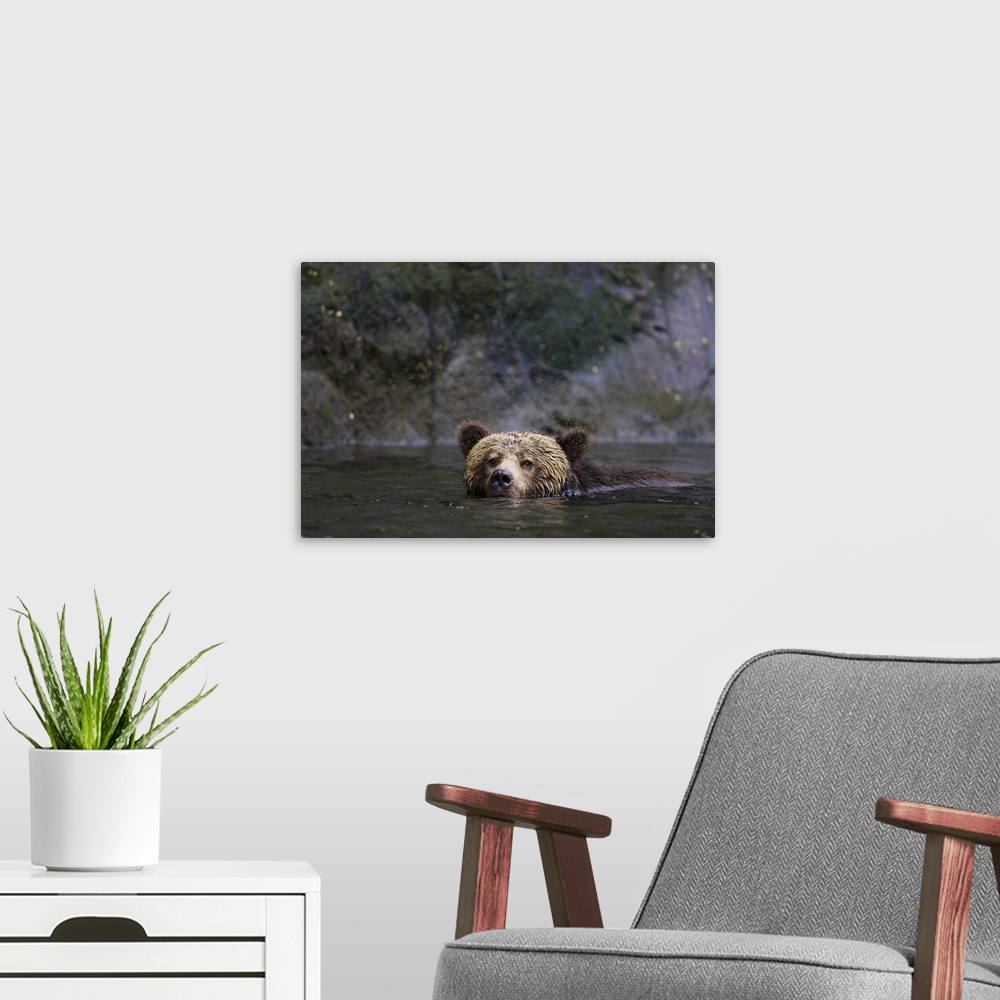 A modern room featuring North America, Canada, British Columbia. Grizzly bear swimming.