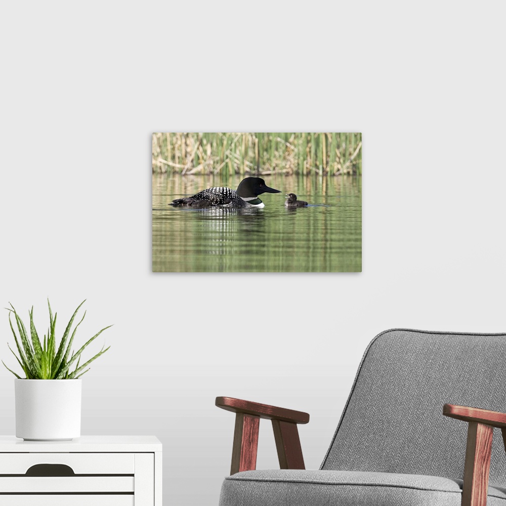 A modern room featuring North America, Canada, British Columbia, Lac Le Jeune. Common Loon (Gavia immer) feeding chick.
