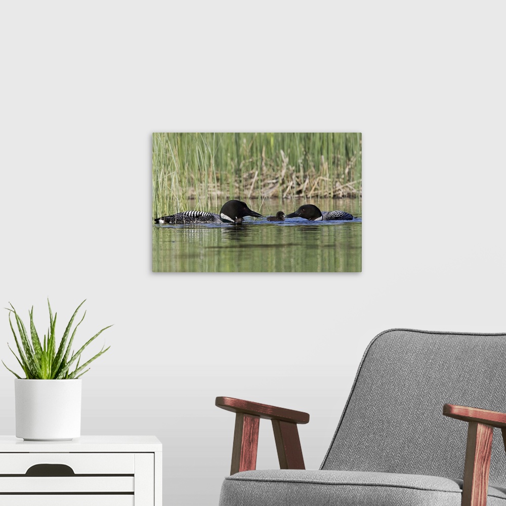 A modern room featuring North America, Canada, British Columbia, Lac Le Jeune. Common Loon (Gavia immer) pair feeding a c...