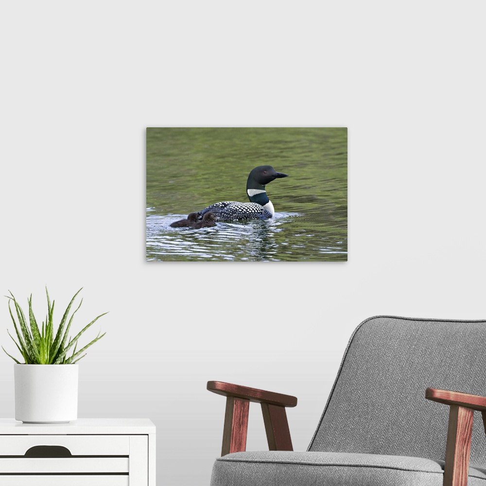 A modern room featuring North America, Canada, British Columbia, Lac Le Jeune. Common Loon (Gavia immer) swimming with ch...