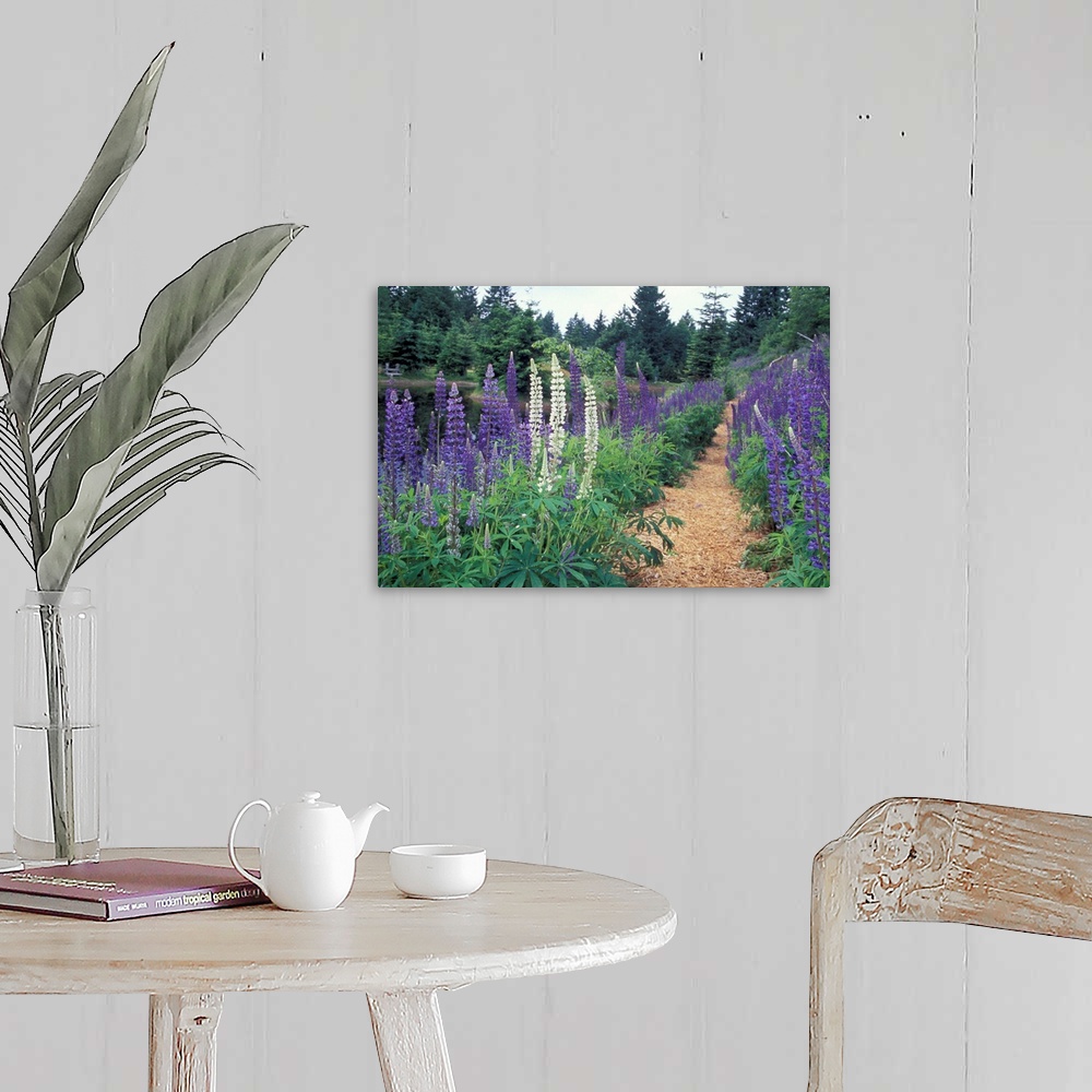 A farmhouse room featuring NA, Canada, BC, Vancouver Island, Comox Valley, Kitty Coleman Woodland Gardens.Lupines by a pond