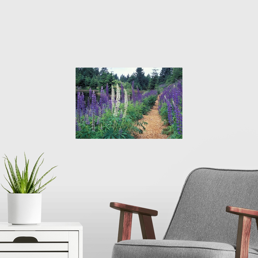 A modern room featuring NA, Canada, BC, Vancouver Island, Comox Valley, Kitty Coleman Woodland Gardens.Lupines by a pond