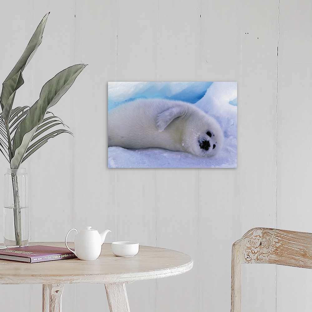A farmhouse room featuring Canada, Gulf of St. Lawrence, Harp Seal (phoca groenlandica) pup