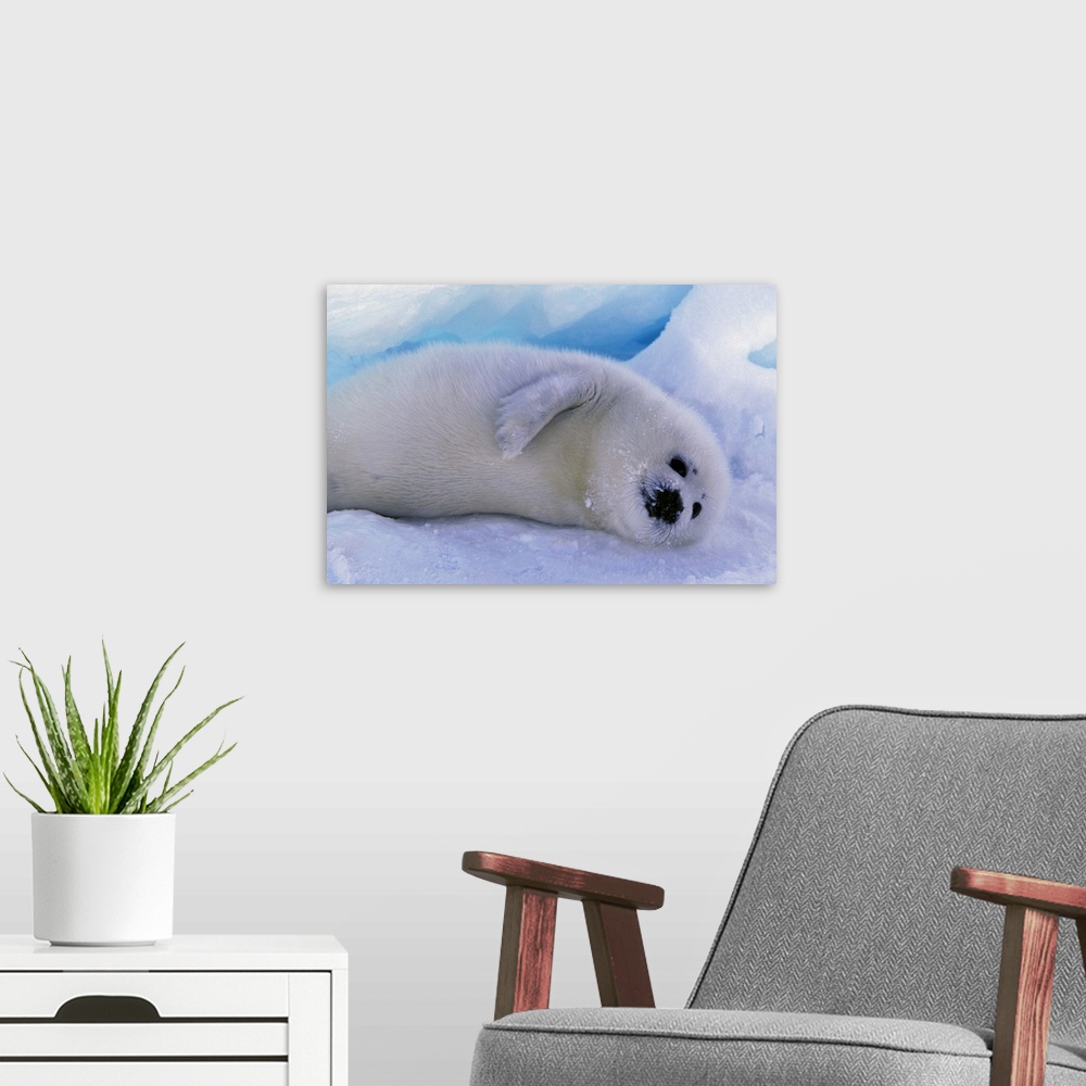 A modern room featuring Canada, Gulf of St. Lawrence, Harp Seal (phoca groenlandica) pup