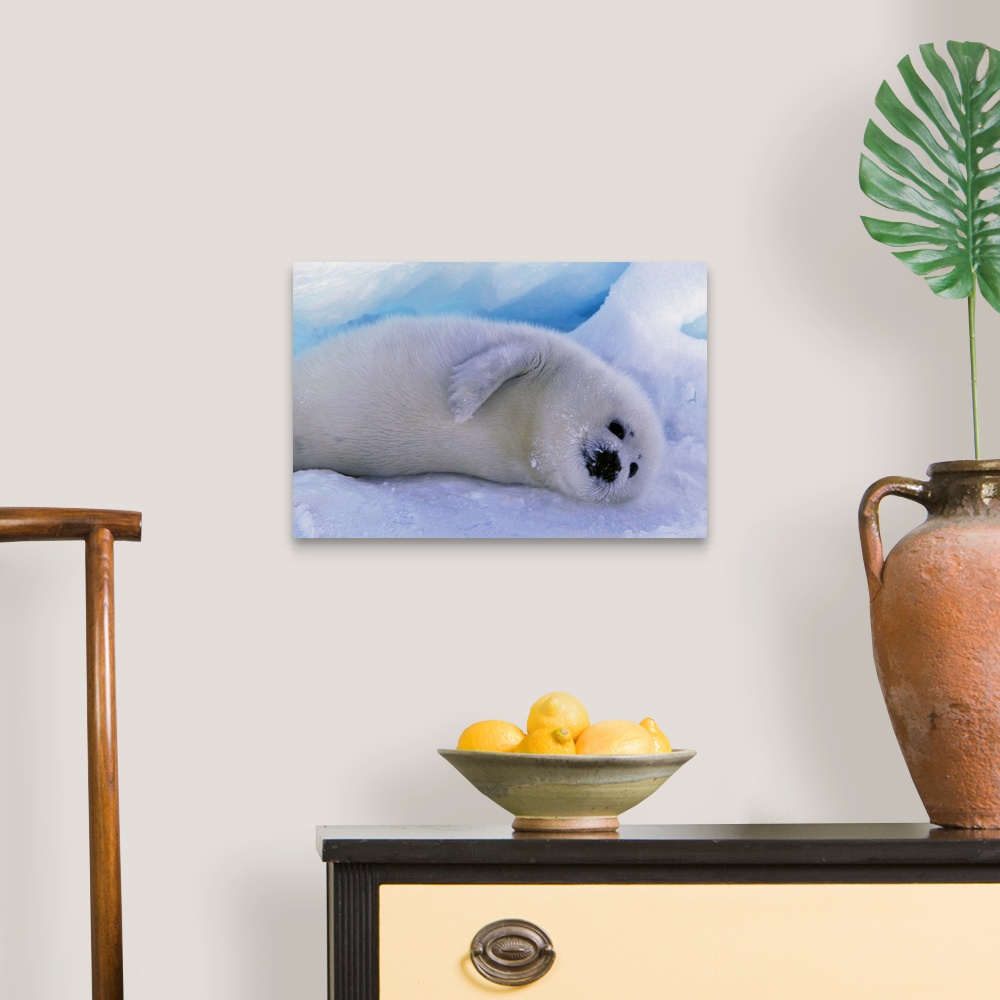 A traditional room featuring Canada, Gulf of St. Lawrence, Harp Seal (phoca groenlandica) pup