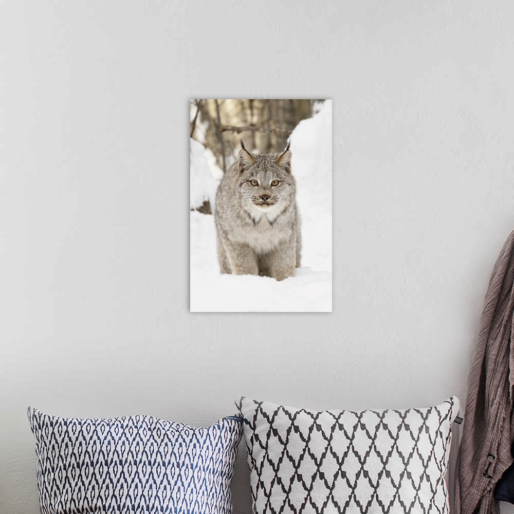 A bohemian room featuring Canada lynx in winter, lynx canadensis, controlled situation.