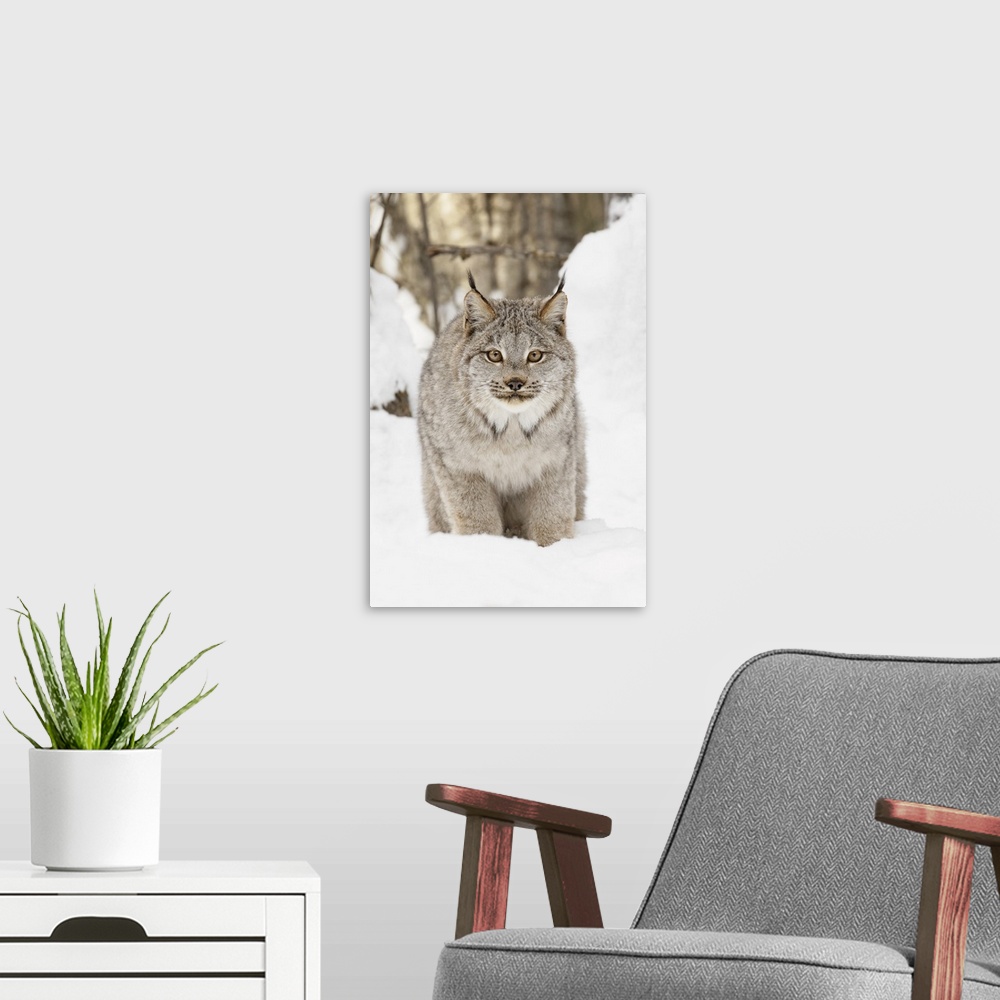 A modern room featuring Canada lynx in winter, lynx canadensis, controlled situation.