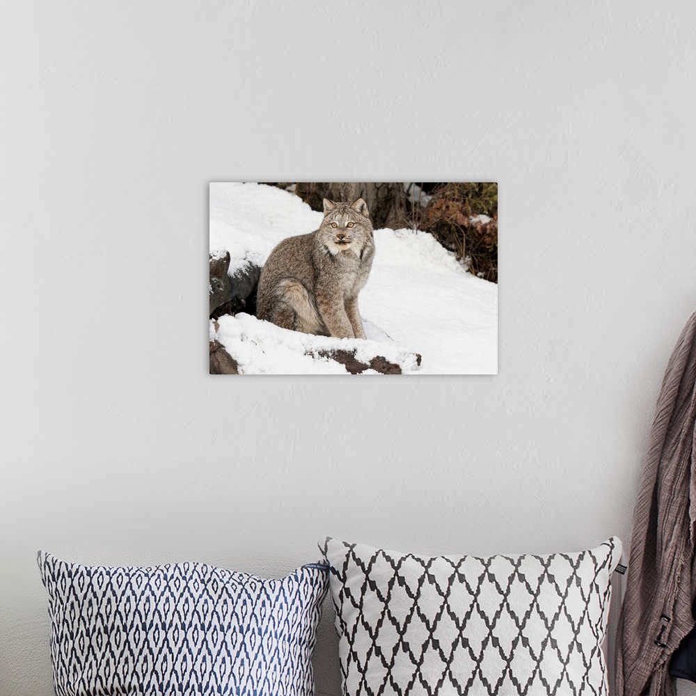 A bohemian room featuring Canada Lynx or Canadian Lynx in winter, (Captive) Montana-Lynx canadensis, -Felidae