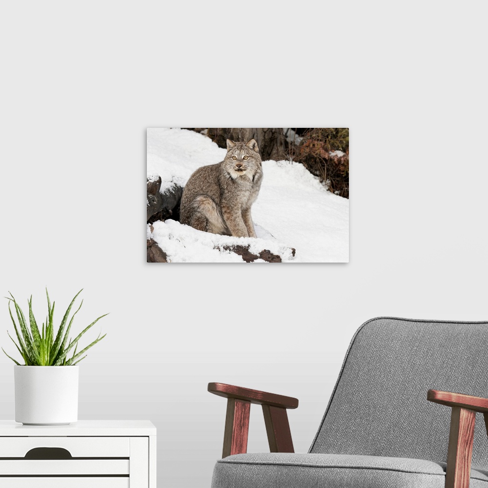 A modern room featuring Canada Lynx or Canadian Lynx in winter, (Captive) Montana-Lynx canadensis, -Felidae