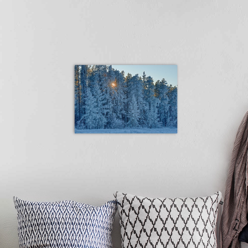 A bohemian room featuring Canada, Manitoba, Belair provincial forest. Backlit jack pine trees covered in hoarfrost.