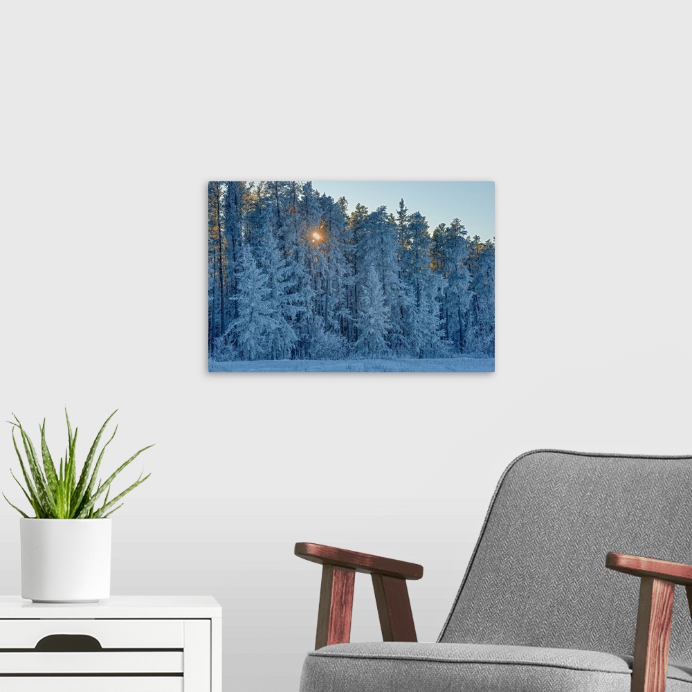 A modern room featuring Canada, Manitoba, Belair provincial forest. Backlit jack pine trees covered in hoarfrost.