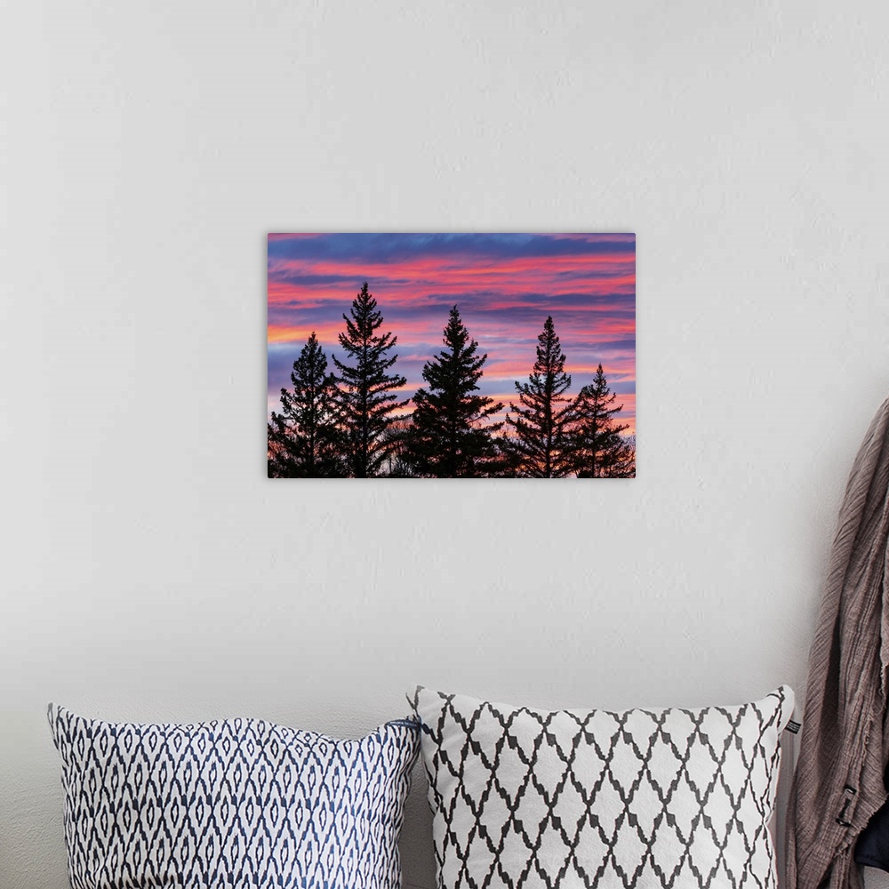 A bohemian room featuring Canada, Manitoba, Birds Hill Provincial Park. Sunset silhouettes evergreen trees.