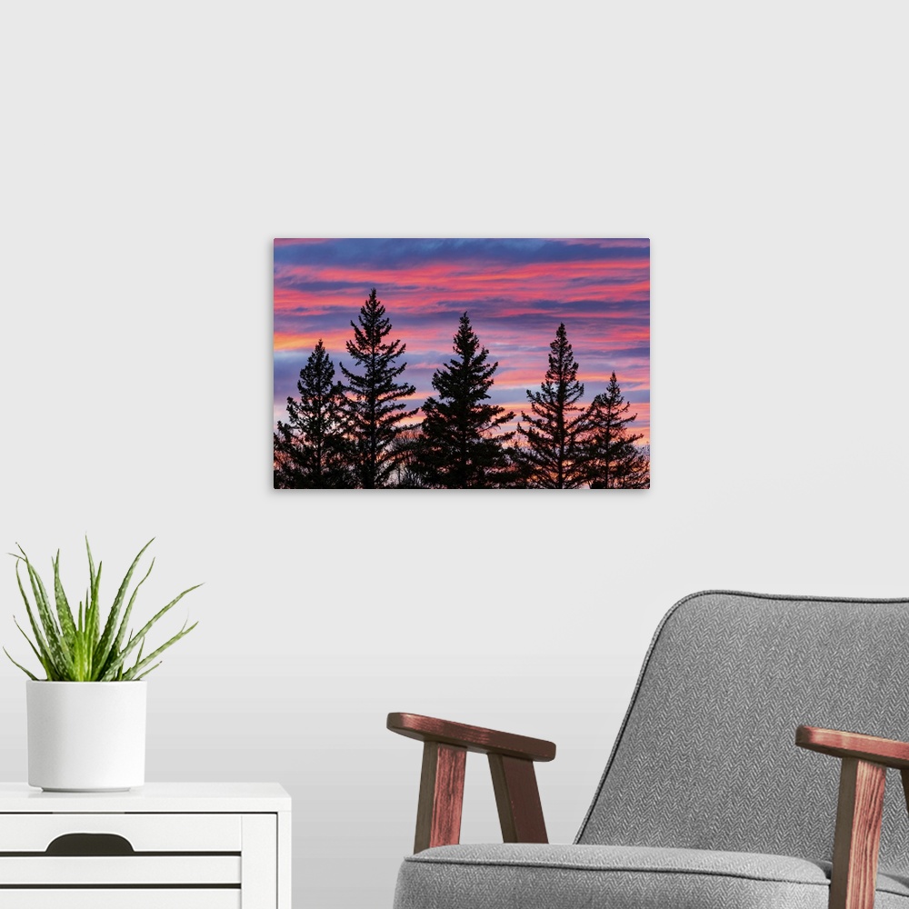 A modern room featuring Canada, Manitoba, Birds Hill Provincial Park. Sunset silhouettes evergreen trees.