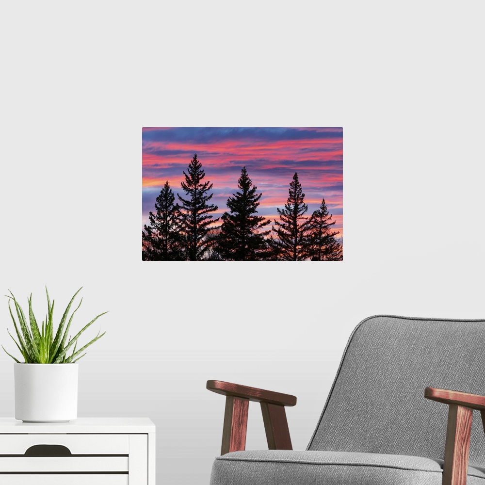 A modern room featuring Canada, Manitoba, Birds Hill Provincial Park. Sunset silhouettes evergreen trees.