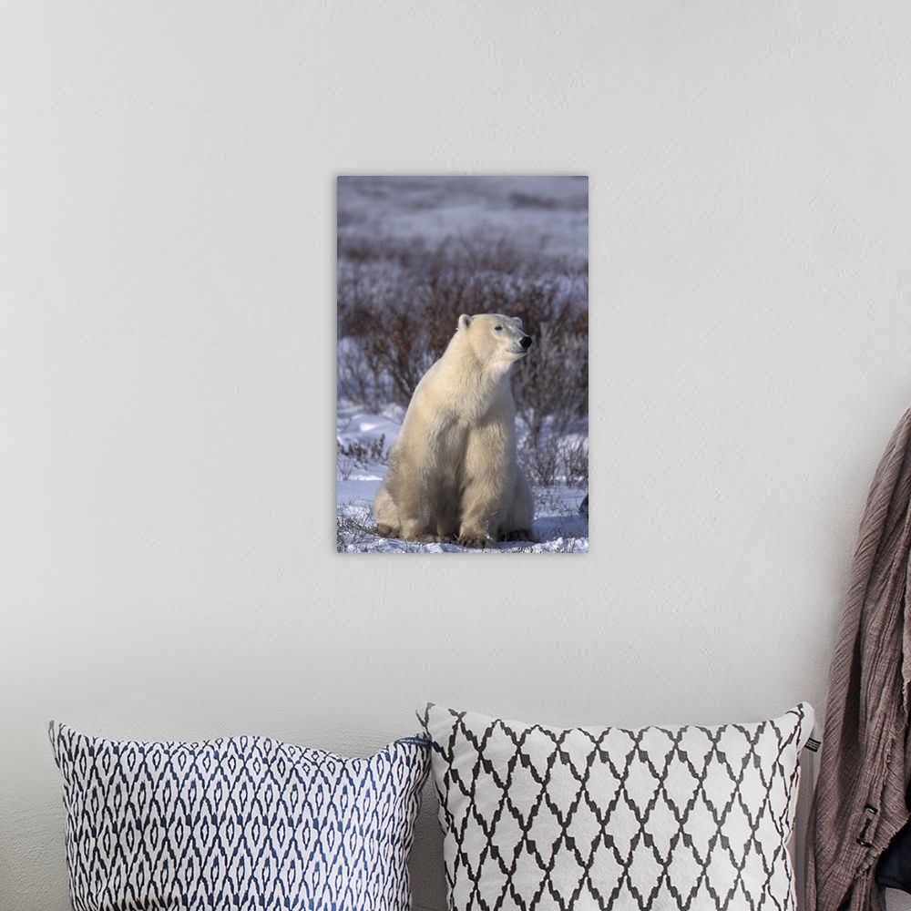 A bohemian room featuring NA, Canada, Manitoba, Churchill.A polar bear (Ursus maritimus) sits in a dog-like pose near Hudso...
